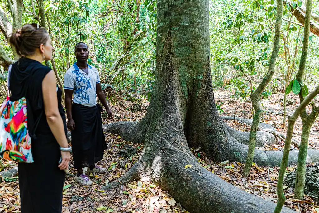 Ancient tree roots and indigenous vegetation inside Kaya Kinondo Sacred Forest
